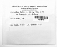 Media resource of Dothidea bullata